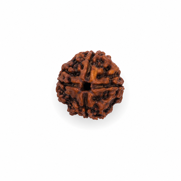Four Mukhi Rudraksha - Image 5