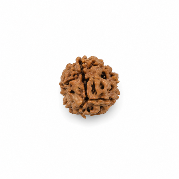 Three Mukhi Rudraksha - Image 5